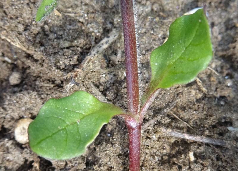 Stellaria media - Caryophyllaceae